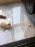 Smart Interactive Rolling Ball for Cats – Electronic Indoor Toy